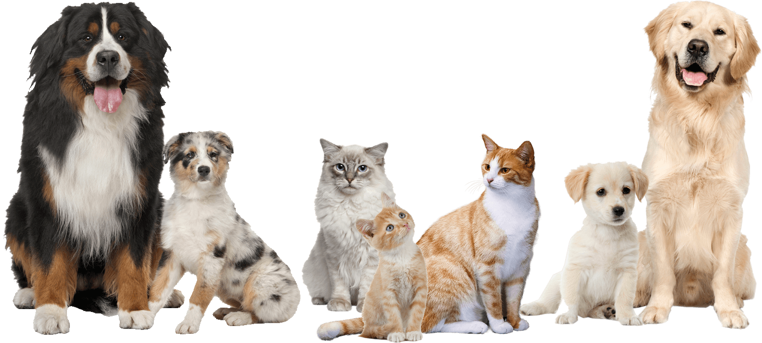 quality pet grooming services abu dhabi