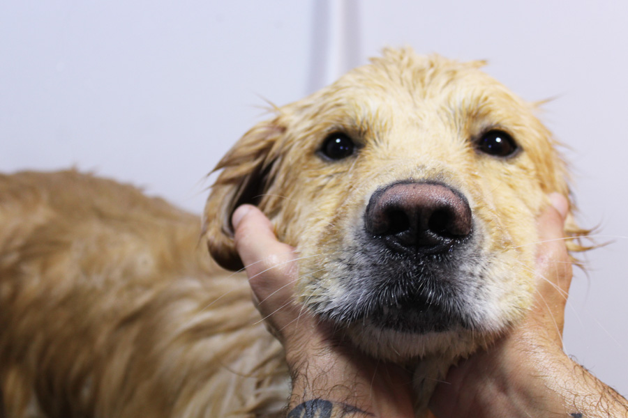 Best Pet Grooming in Abu Dhabi Transfrom Your Pet with Us