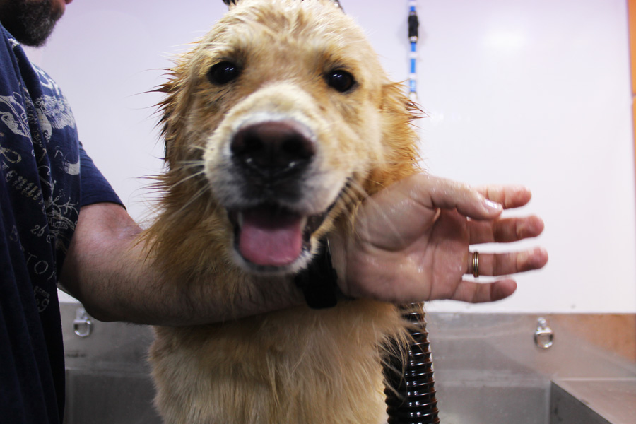 Best Pet Grooming in Abu Dhabi Transfrom Your Pet with Us