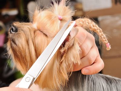 quality dog grooming abu dhabi