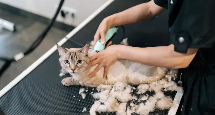 cat fur trimming in dubai
