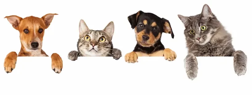 pet programing services