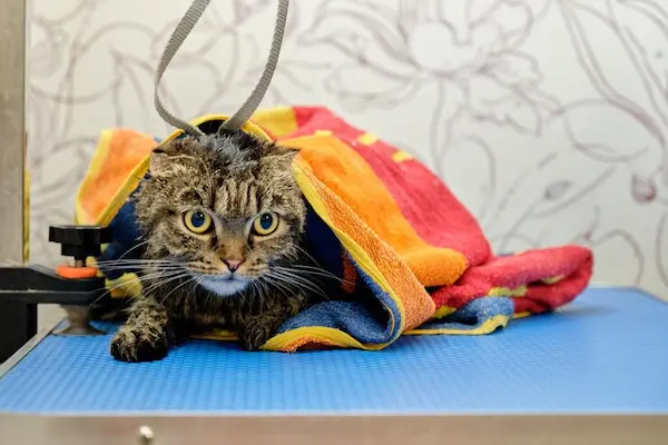 Cat's bath in Al Ain