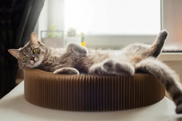 cats scratching pads
