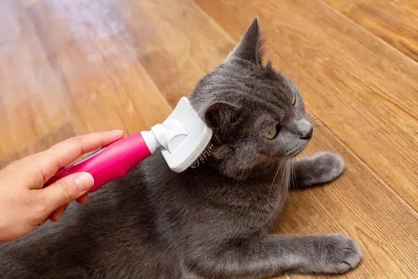 Cat's fur brushing in Al Ain
