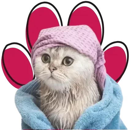 cat grooming in Al ain