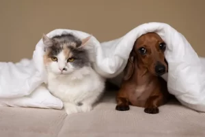 pets allergies and role of grooming