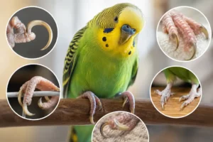 Bird Nail Trimming